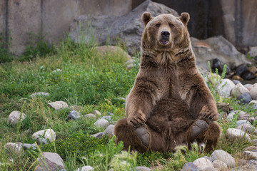grizzly bear - obrazy, fototapety, plakaty
