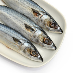 Fresh fish Mackerel, tuna, saba, in white plate