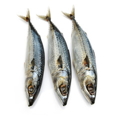 Fresh fish Mackerel, tuna, saba