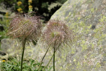 Anémone des alpes (pulsatilla alpina)
