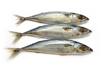 Fresh fish Mackerel, tuna, saba