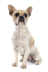 Obraz premium french bulldog
