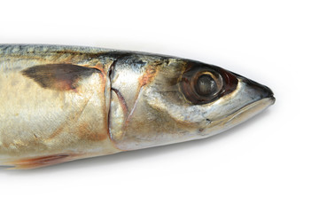 Closeup of Fresh fish Mackerel, tuna, saba