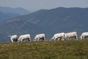 Vaches gasconnes,Pyrénées