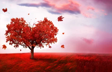 Peel and stick wall murals Picture of the day Autumn landscape  with heart shape tree
