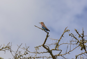 Lilac-Breasted Roller in Africa