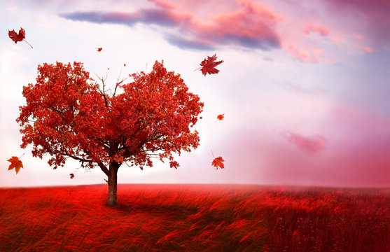 Autumn landscape  with heart shape tree