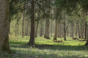 spring in natural park