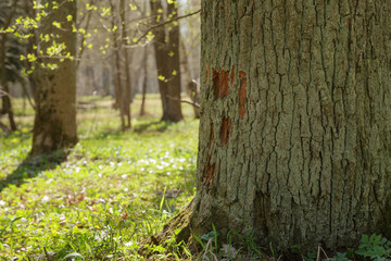 spring in natural park