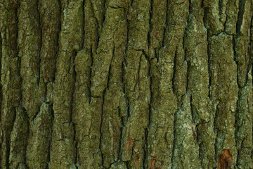 old linden cork texture