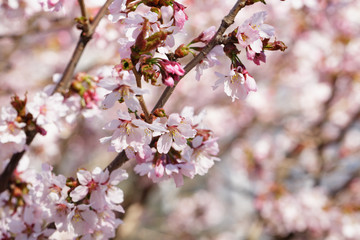 Fototapeta premium japan sakura cherry blossom