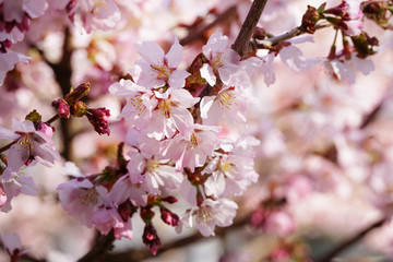japan sakura cherry blossom