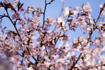 japan sakura cherry blossom