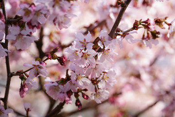 Obraz premium japan sakura cherry blossom