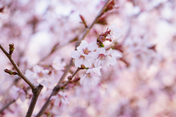 Obraz premium japan sakura cherry blossom