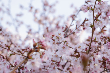 japan sakura cherry blossom