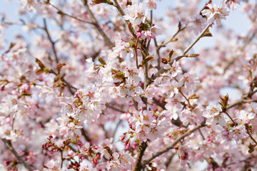 Obraz premium japan sakura cherry blossom