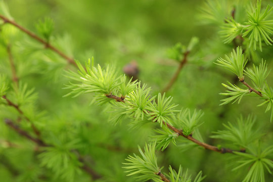 small larix tree leaves close up
