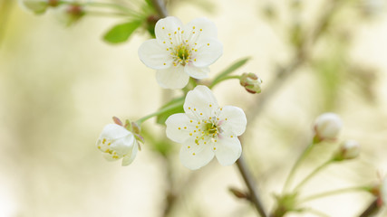 close up photo of white cherry flowers