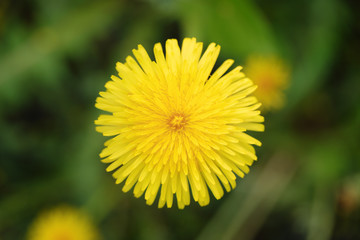yellow summer dandelion flower