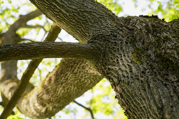 low angle photo of maple tree in spring