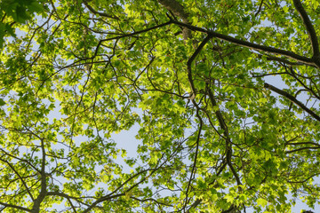 low angle photo of maple tree in spring
