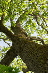 Fototapeta na wymiar low angle photo of maple tree in spring