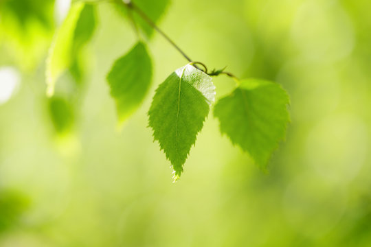 Young Birch Leaves Closeup