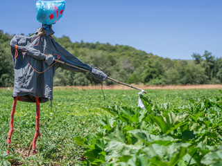 Scarecrow over potato and pumpkin platation