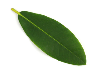 Rhododendron leav  isolated on white background.