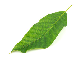 Fototapeta premium walnut leaf isolated on white