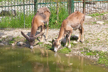 two wild goats drink water