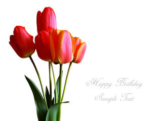 Obraz premium tulip flowers complimentary card