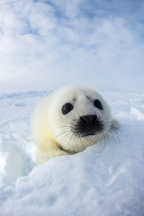 Fototapeta アザラシの赤ちゃん（Seal Pups) obraz