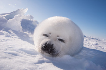 アザラシの赤ちゃん（Seal Pups) - obrazy, fototapety, plakaty