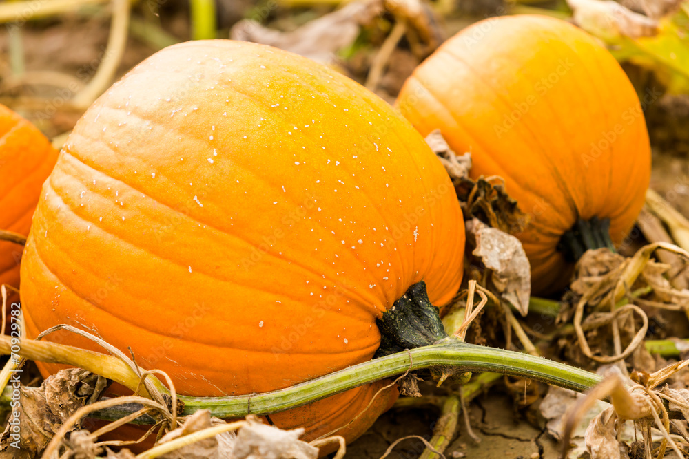 Wall mural Pumpkin patch