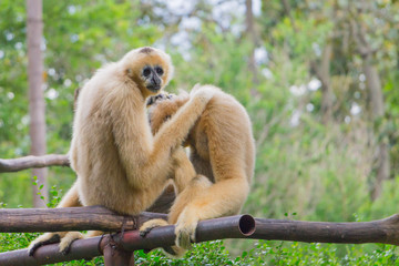 Portrait  couple of white gibbon in the jungle