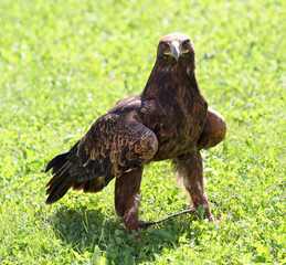 Golden Eagle with a yellow beak and bright eyes