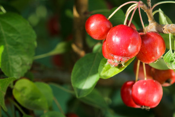 Zierapfel Malus Evereste