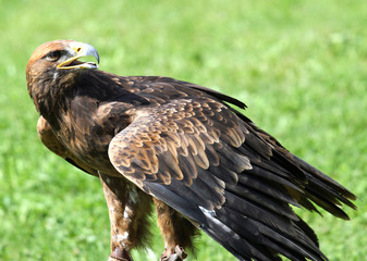 Great Eagle on meadow in the mountains ready to fly