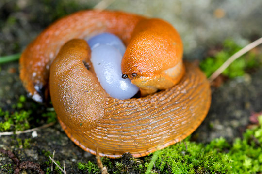 Wegschnecken bei der Befruchtung