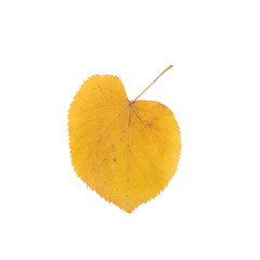 Autumn leaf over white