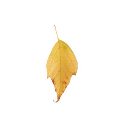 Autumn leaf over white