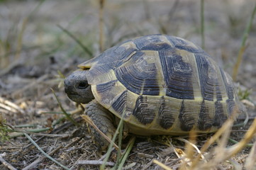 tortoise