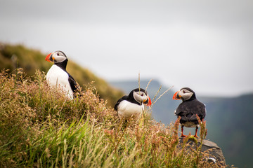 Trois 3 Macareux moine oiseau en Islande