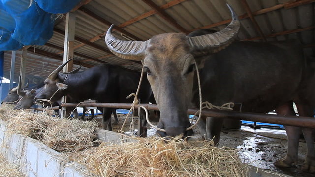 buffalo eating grass in farm