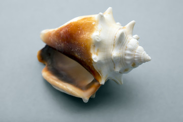 Conch Shell