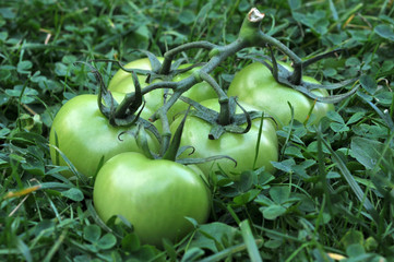 Grappe de tomates vertes dans l'herbe