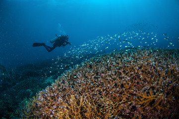 Naklejka na ściany i meble Schooling fish in Gili, Lombok, Nusa Tenggara Barat underwater