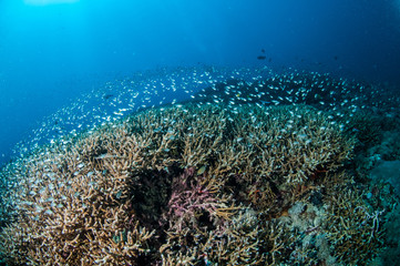 Fototapeta na wymiar Schooling fish in Gili, Lombok, Nusa Tenggara Barat underwater